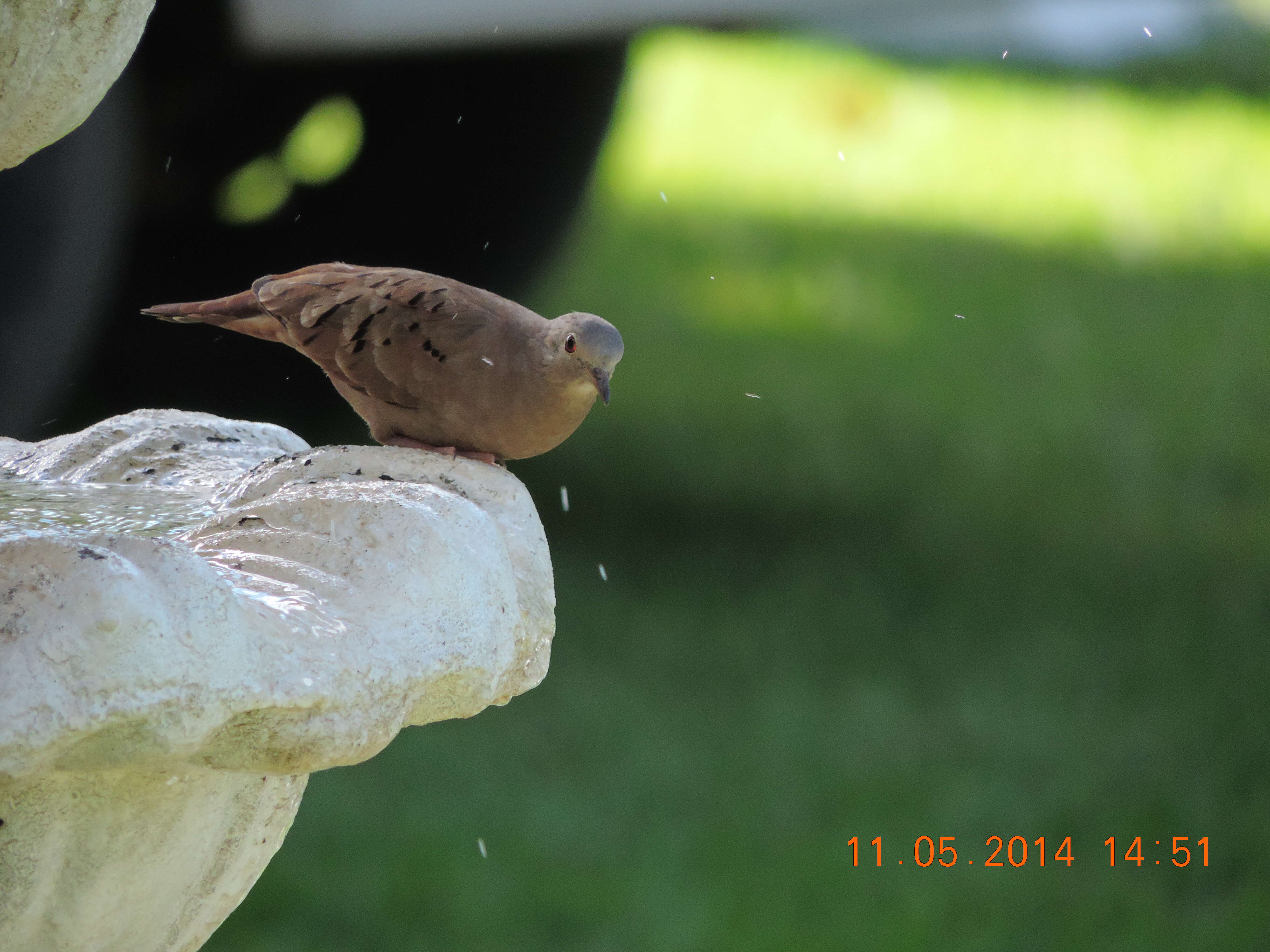 Image of Ruddy Ground Dove