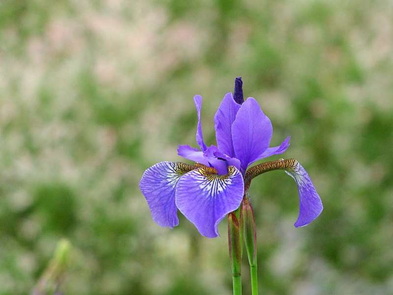 Image of German Iris