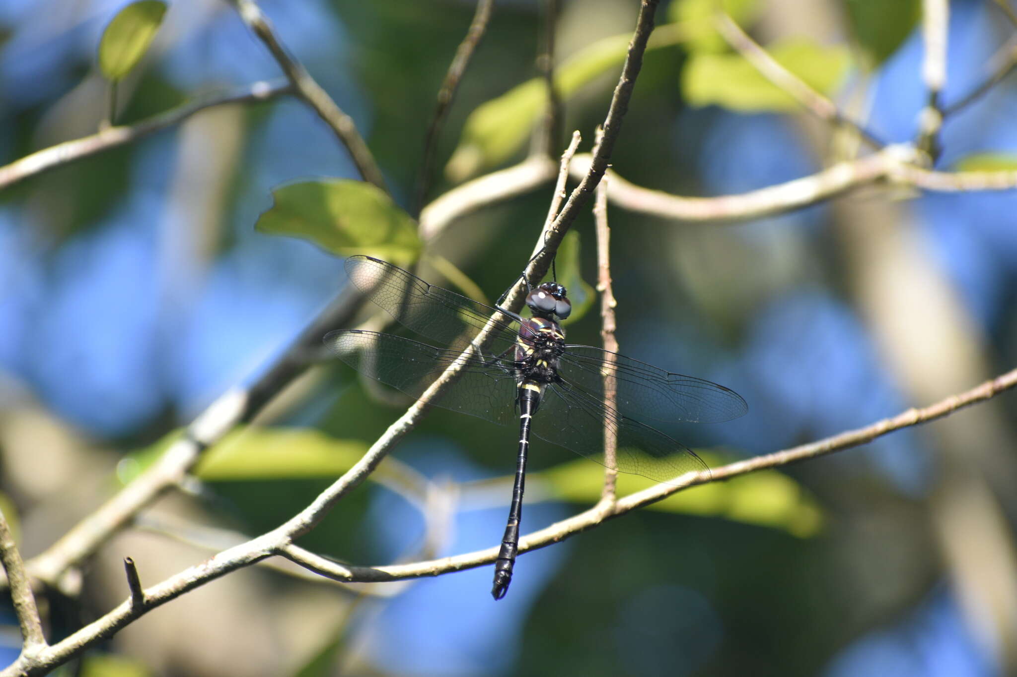 Image of Epophthalmia vittigera (Rambur 1842)