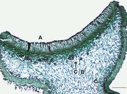 Image of rosette lichen