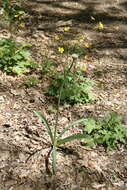 Image of Allium decipiens subsp. quercetorum Seregin
