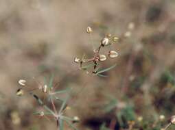 Image of Thread-Stem Carpetweed