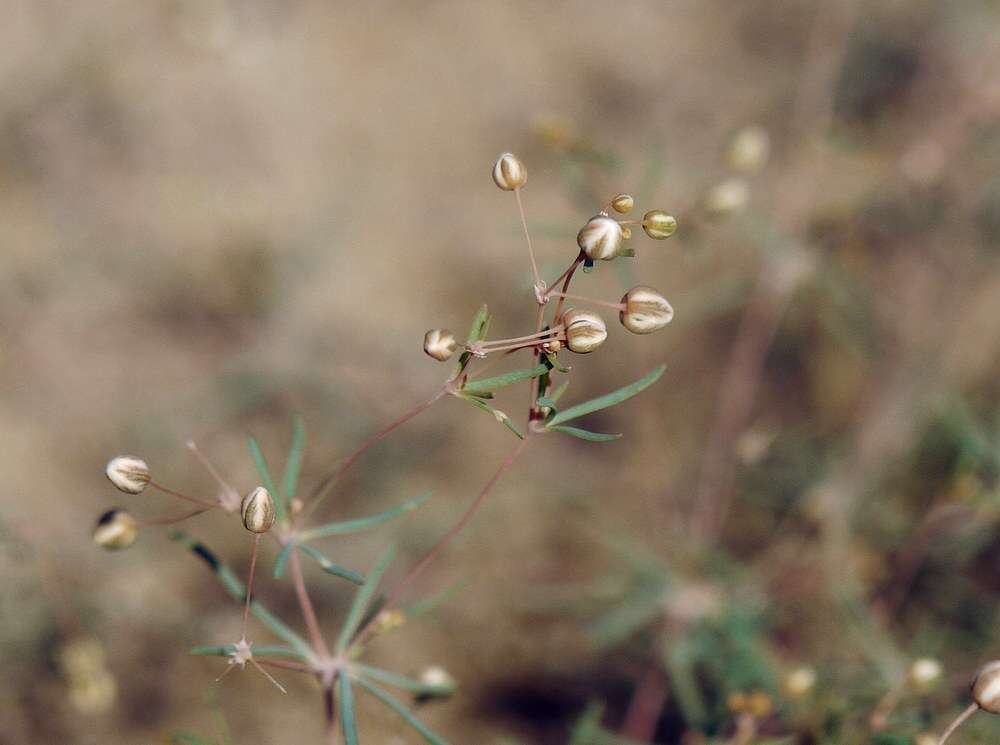 Image of Thread-Stem Carpetweed