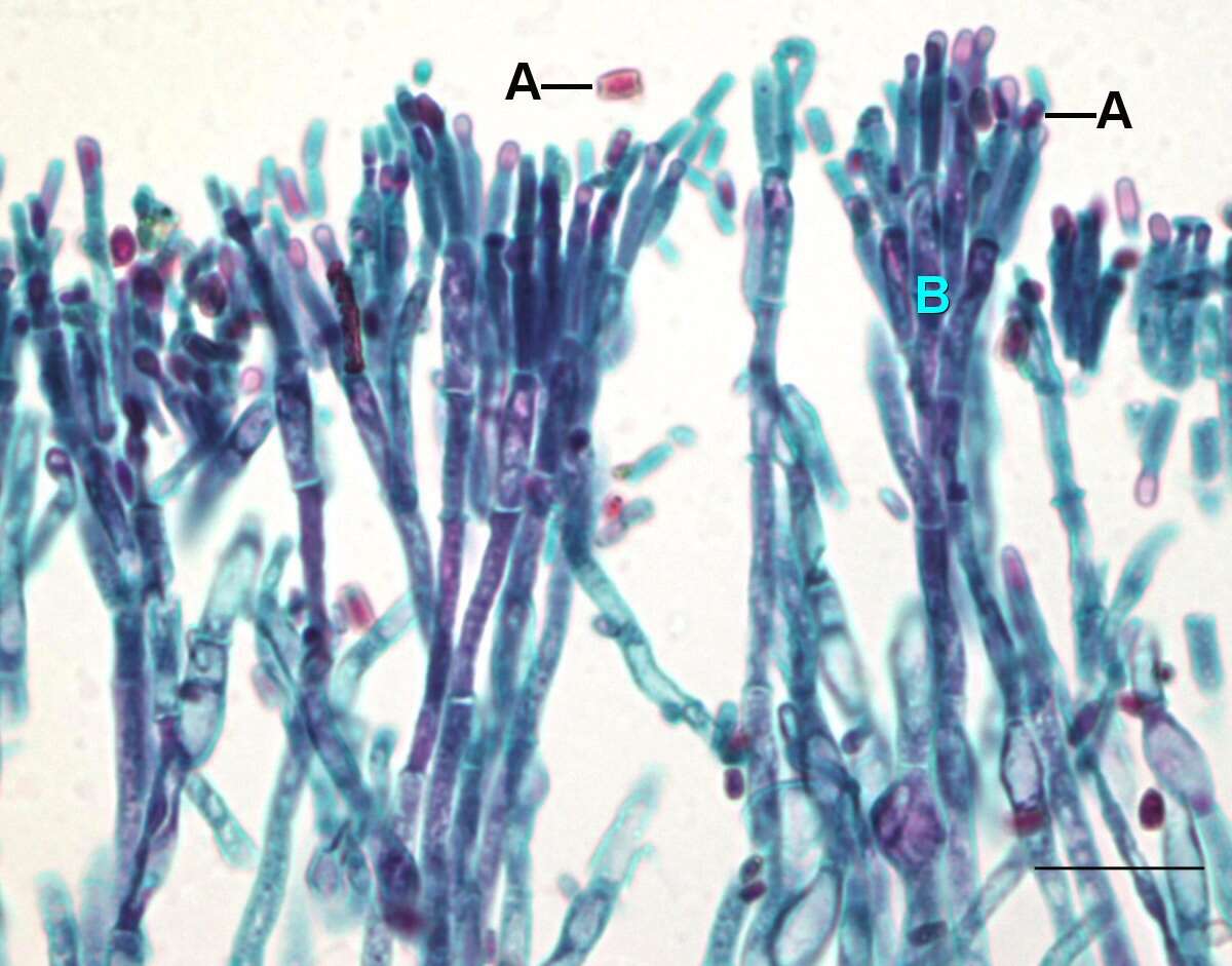 Image of Penicillium