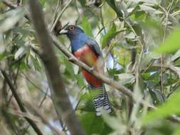 Image of Blue-crowned Trogon