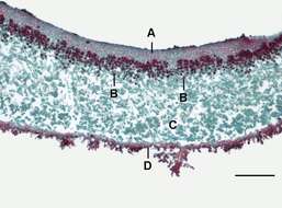 Image of rosette lichen