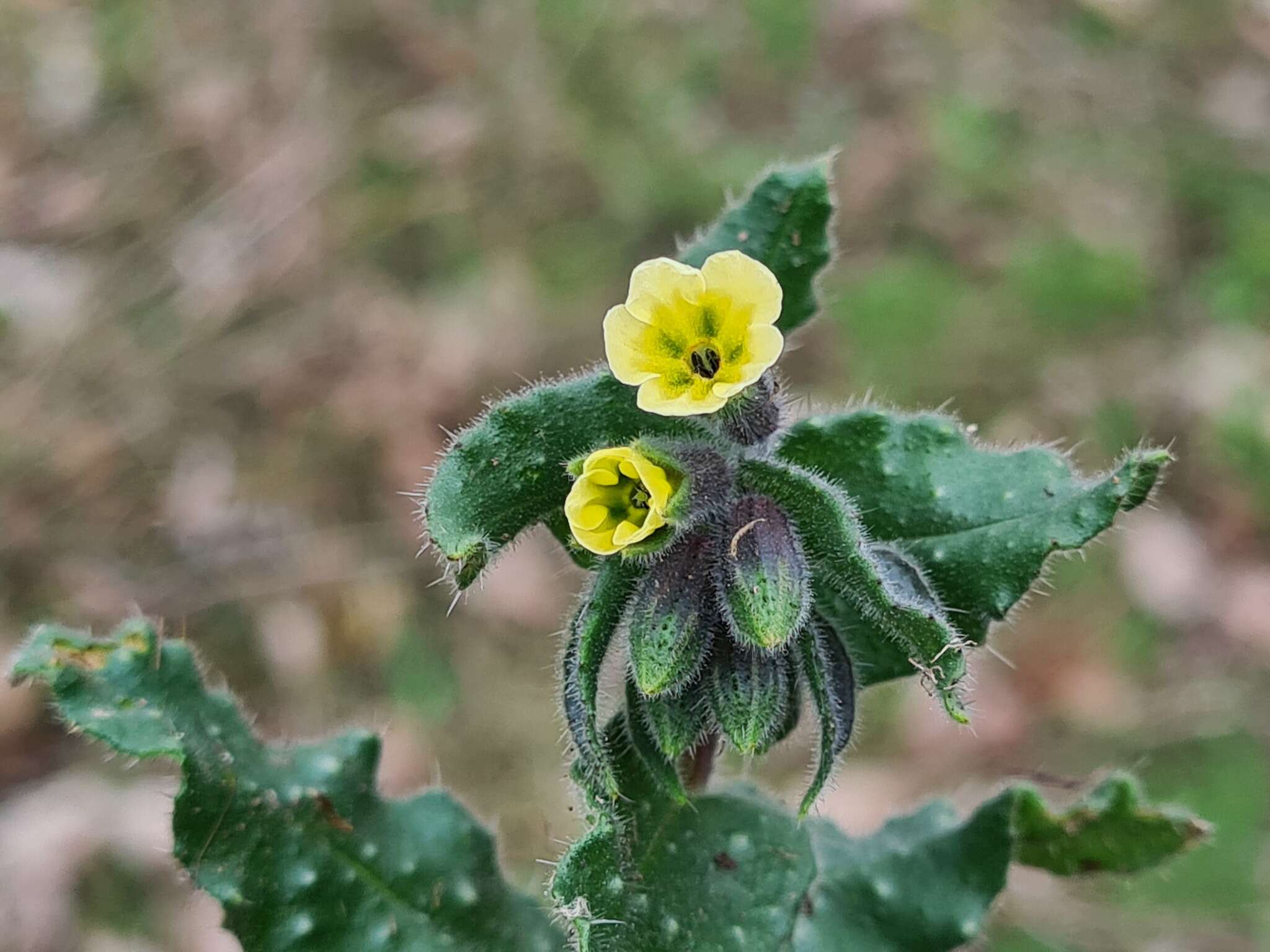 صورة Nonea flavescens (C. A. Mey.) Fisch. & C. A. Mey.