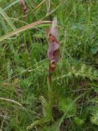 Image of Small-flowered serapias