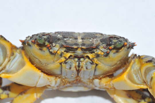 Image of warty crab