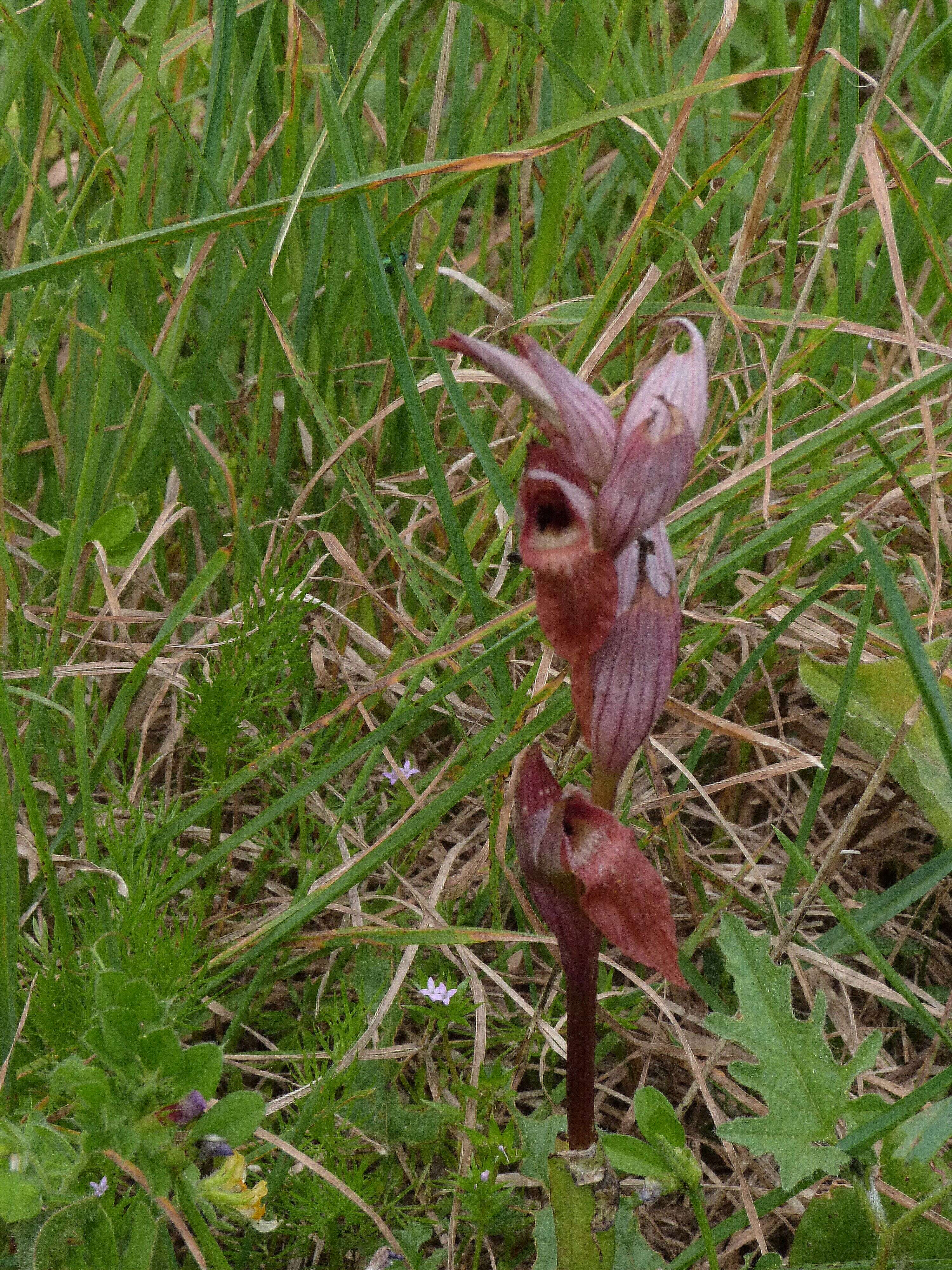 Image of Small-flowered serapias