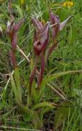 Image of Small-flowered serapias