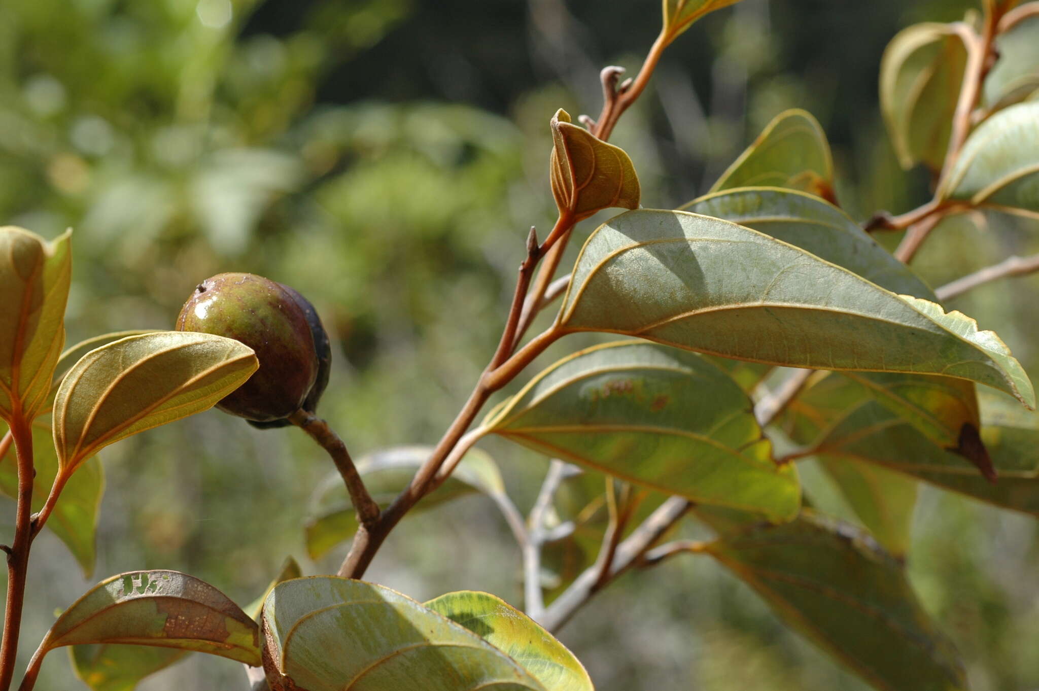 Cryptocarya guillauminii Kostermans的圖片