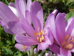 Image of Autumn crocus