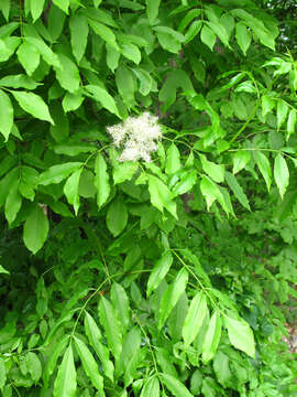 Image of Manna Ash