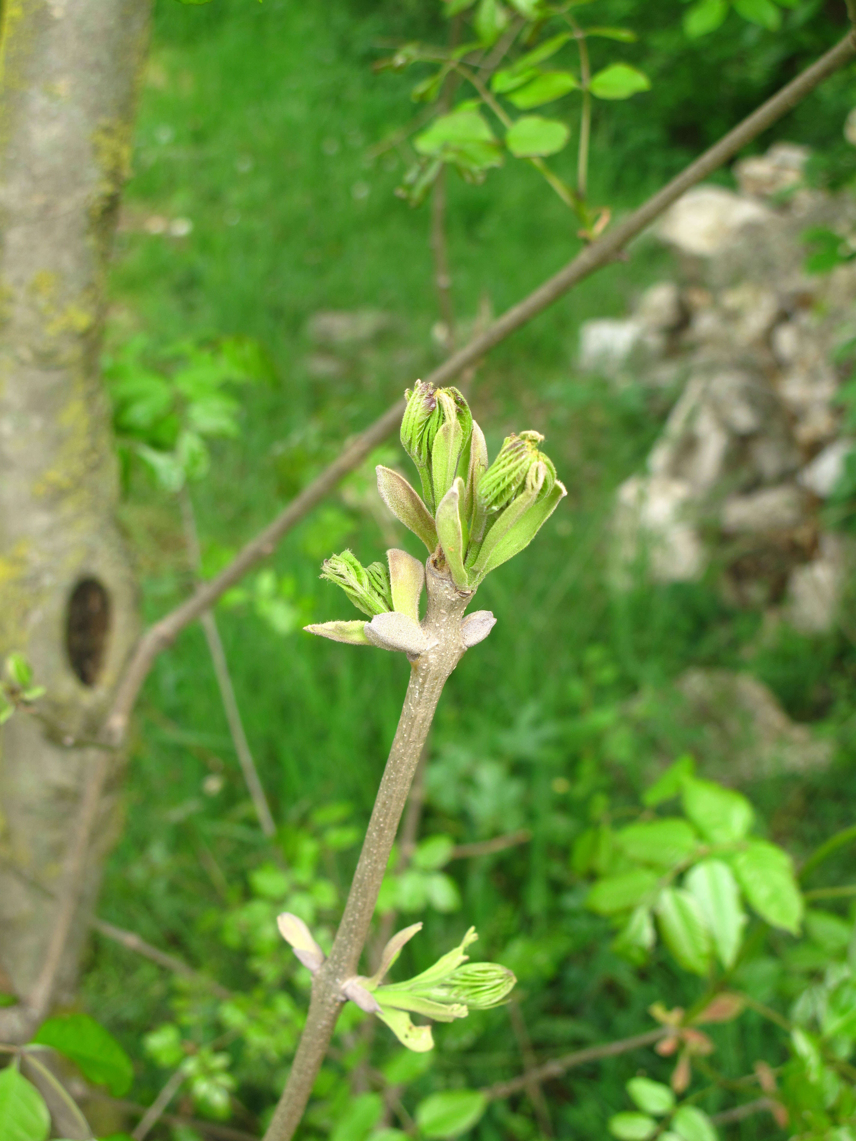 Image of Manna Ash