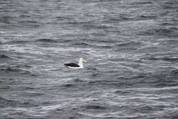 Image of black-browed albatross