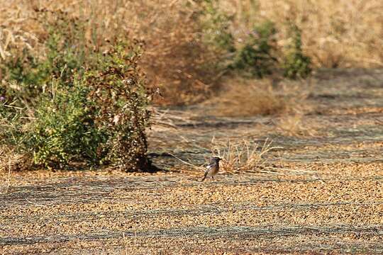 Image of European Stonechat