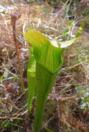 Image of Yellow Trumpets