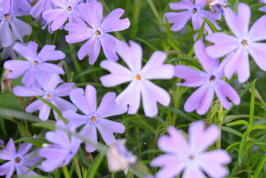 Image of moss phlox