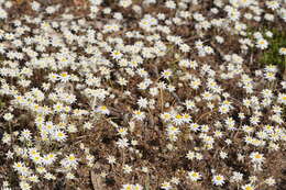 Image of Hyalosperma praecox (F. Müll.) P. G. Wilson