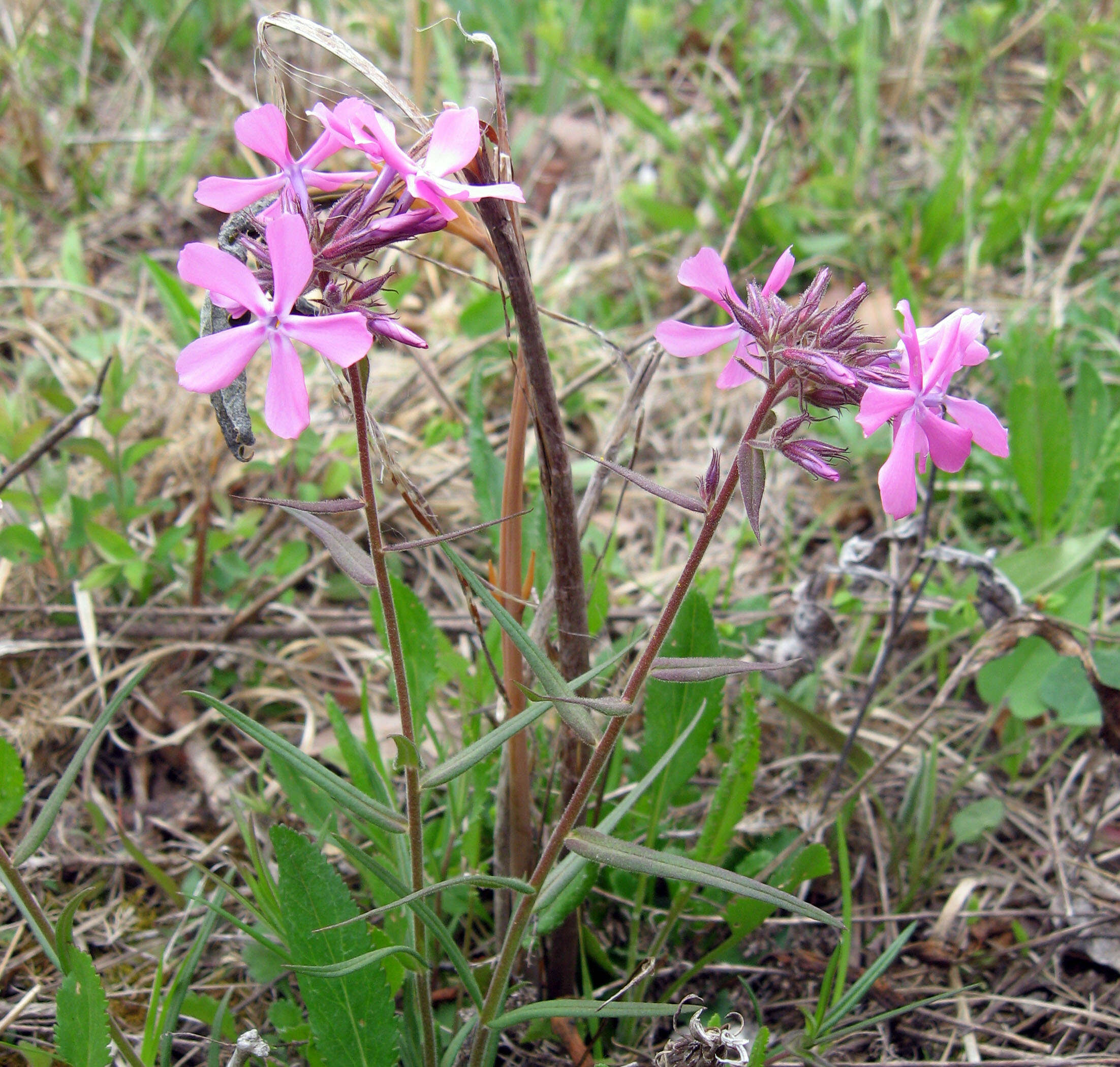 Sivun Phlox pilosa L. kuva