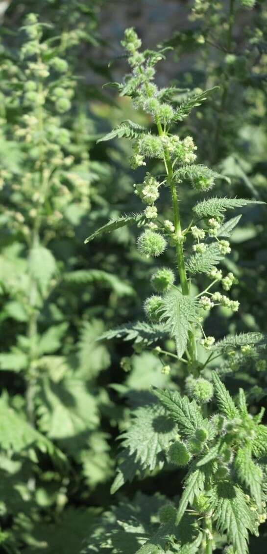 Image of Roman nettle