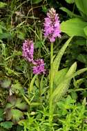 Image of Northern Marsh-orchid