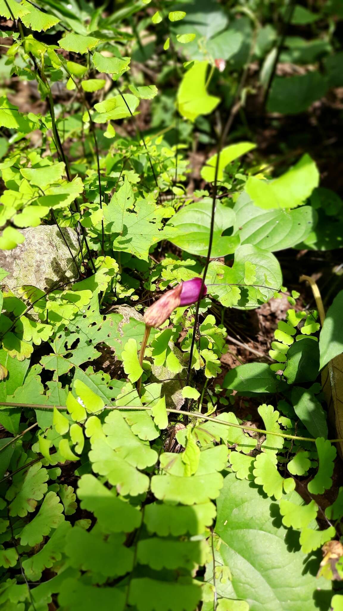 Image of Aeginetia indica L.