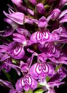 Image of Northern Marsh-orchid