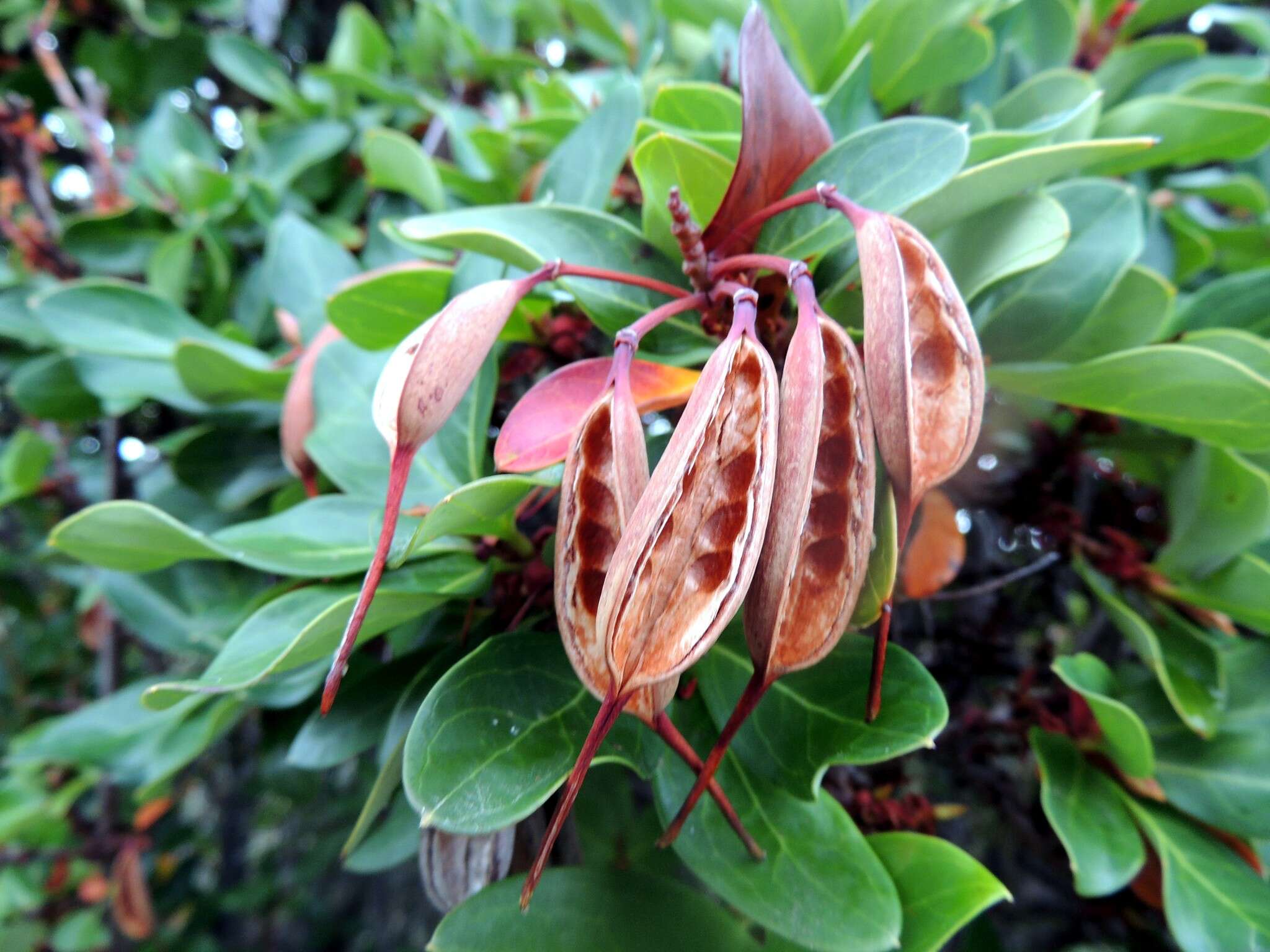 Image of Chilean firebush