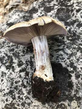 Image of Cortinarius lucorum (Fr.) Berger 1846