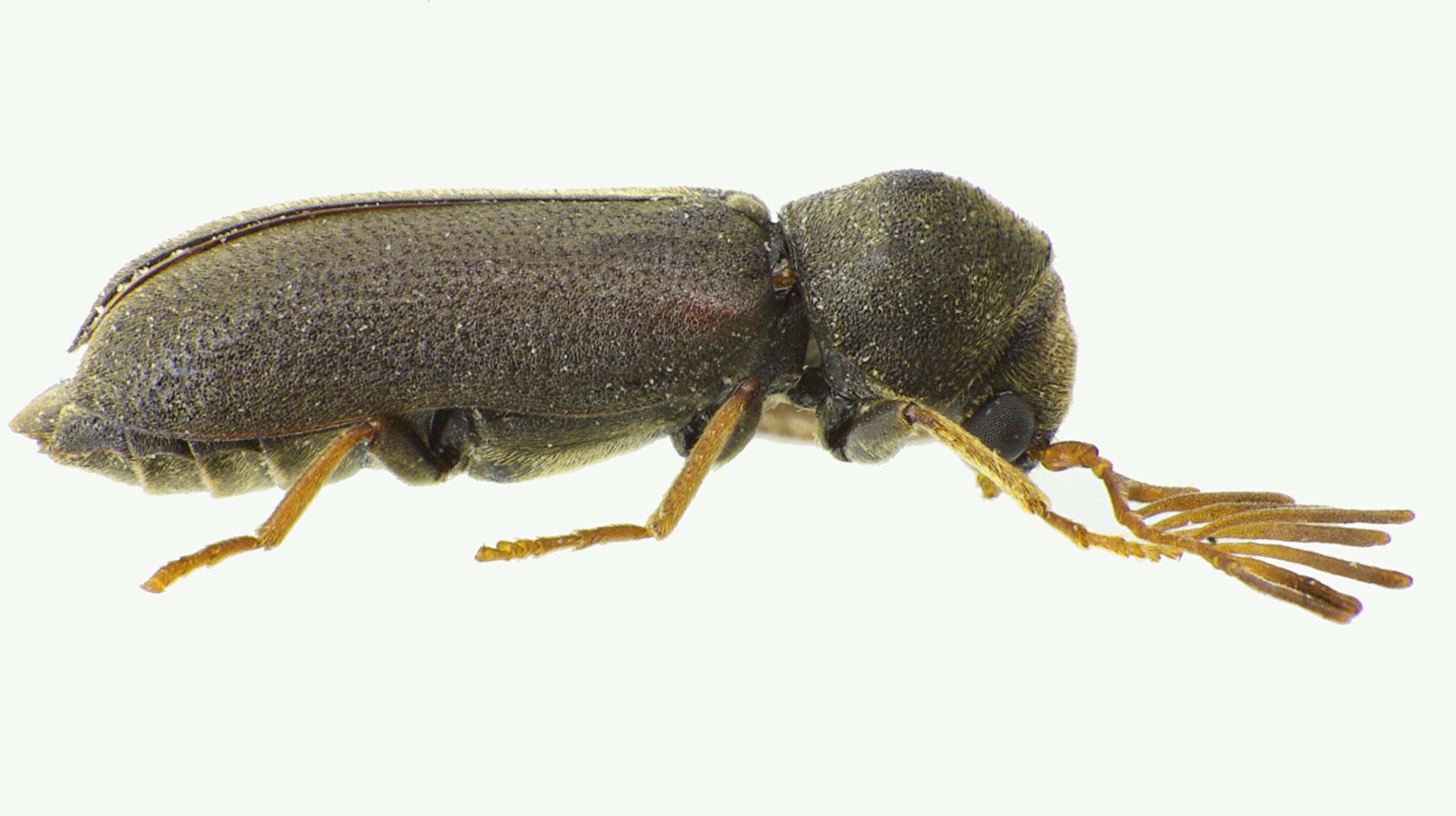 Ptilinus pectinicornis (Linnaeus 1758) resmi