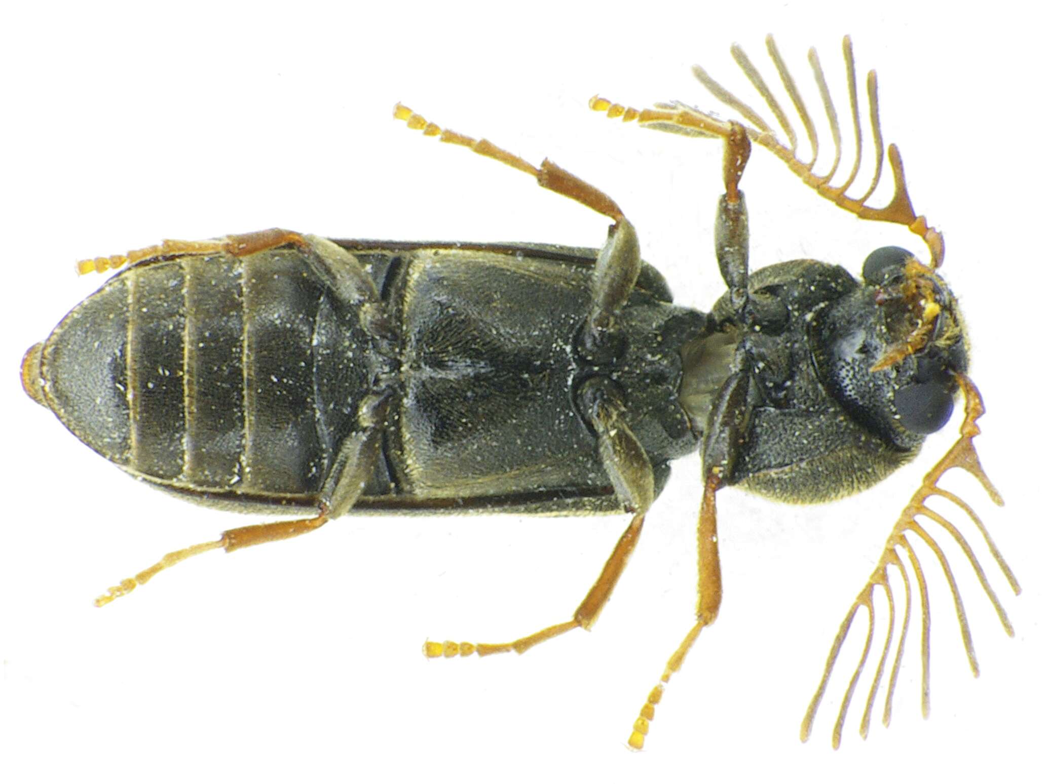 Ptilinus pectinicornis (Linnaeus 1758) resmi