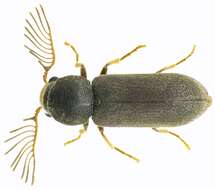 Ptilinus pectinicornis (Linnaeus 1758) resmi