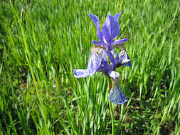 Image of German Iris