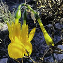 Image de Narcissus triandrus subsp. pallidulus (Graells) Rivas Goday