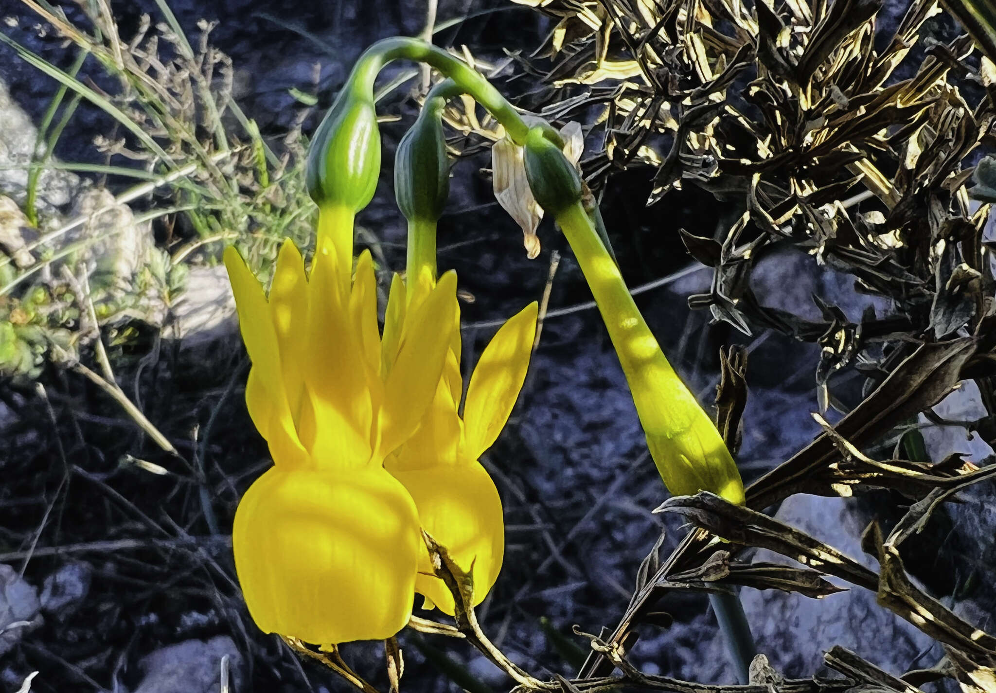 Image of Narcissus triandrus subsp. pallidulus (Graells) Rivas Goday