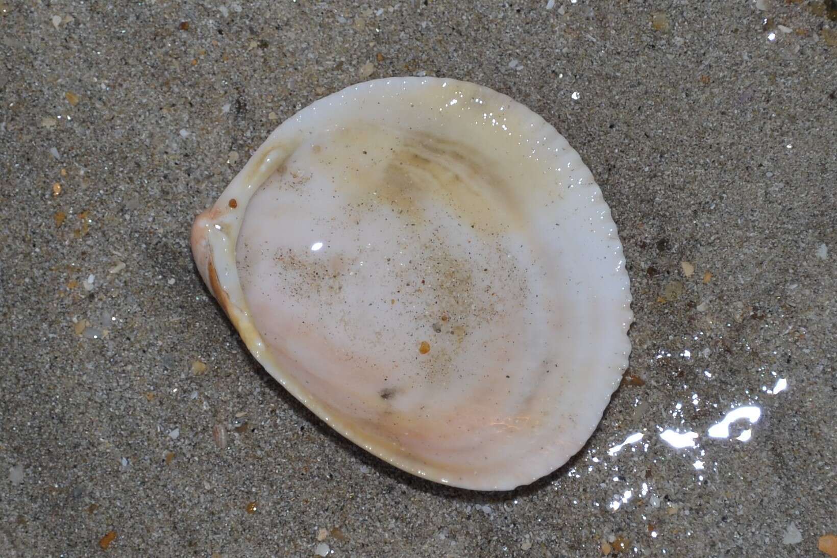 Image of Norway cockle