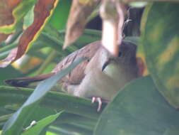 Image of Columbina talpacoti rufipennis (Bonaparte 1855)