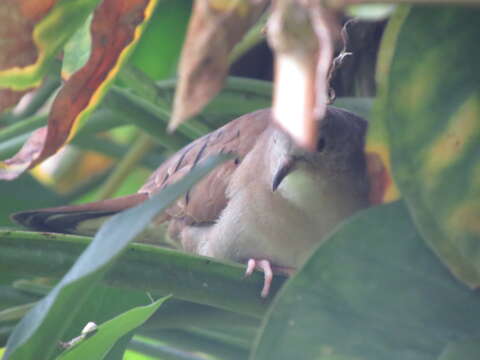 صورة Columbina talpacoti rufipennis (Bonaparte 1855)