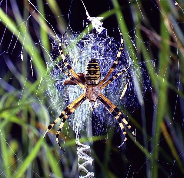 Image of Barbary Spider