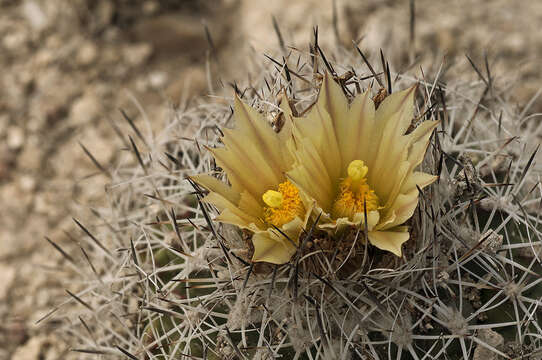 Image of Turbinicarpus beguinii subsp. hintoniorum A. Hofer