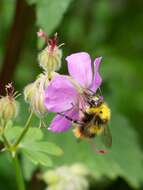 Plancia ëd Bombus pratorum (Linnaeus 1761)