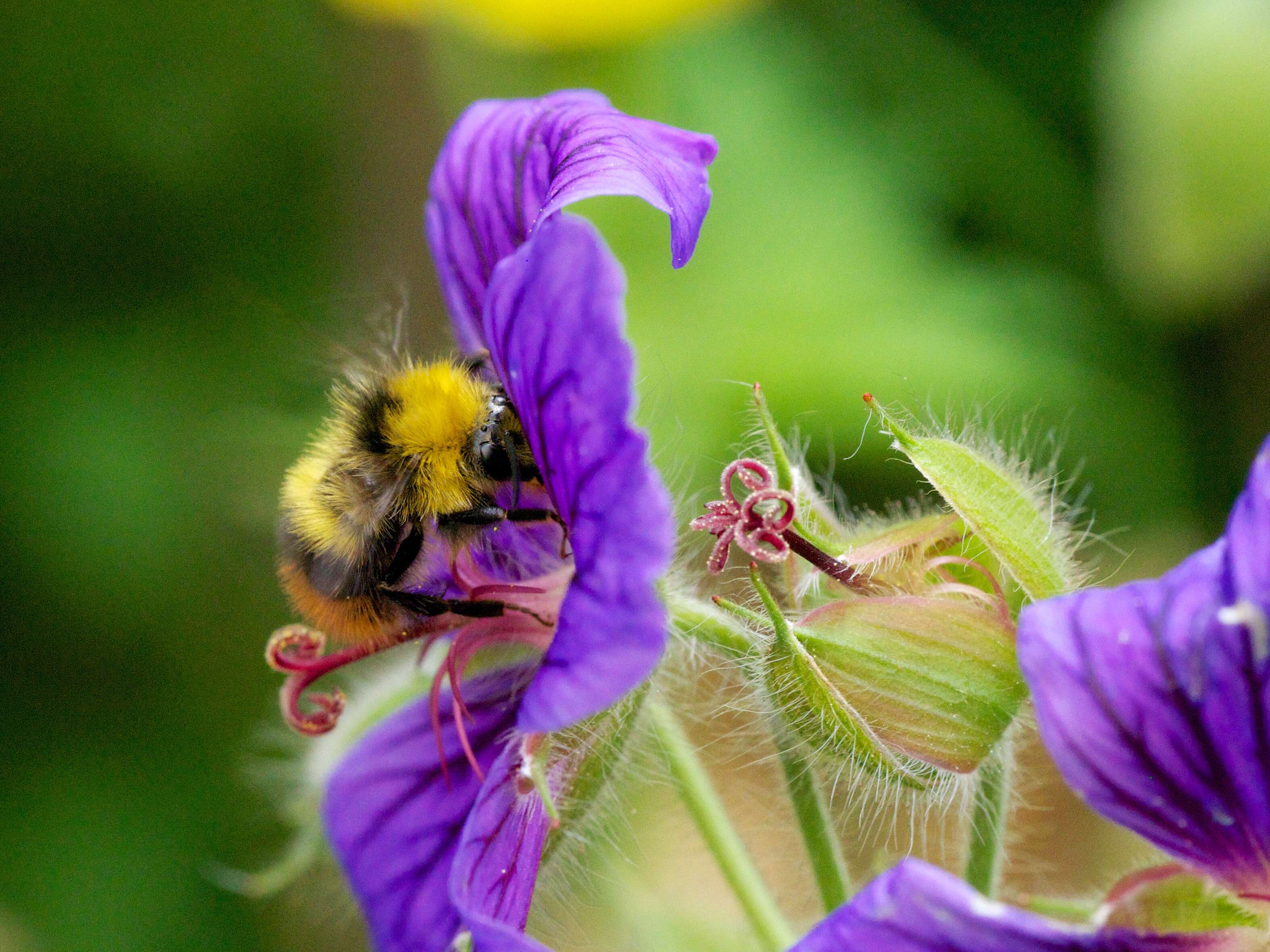 Plancia ëd Bombus pratorum (Linnaeus 1761)