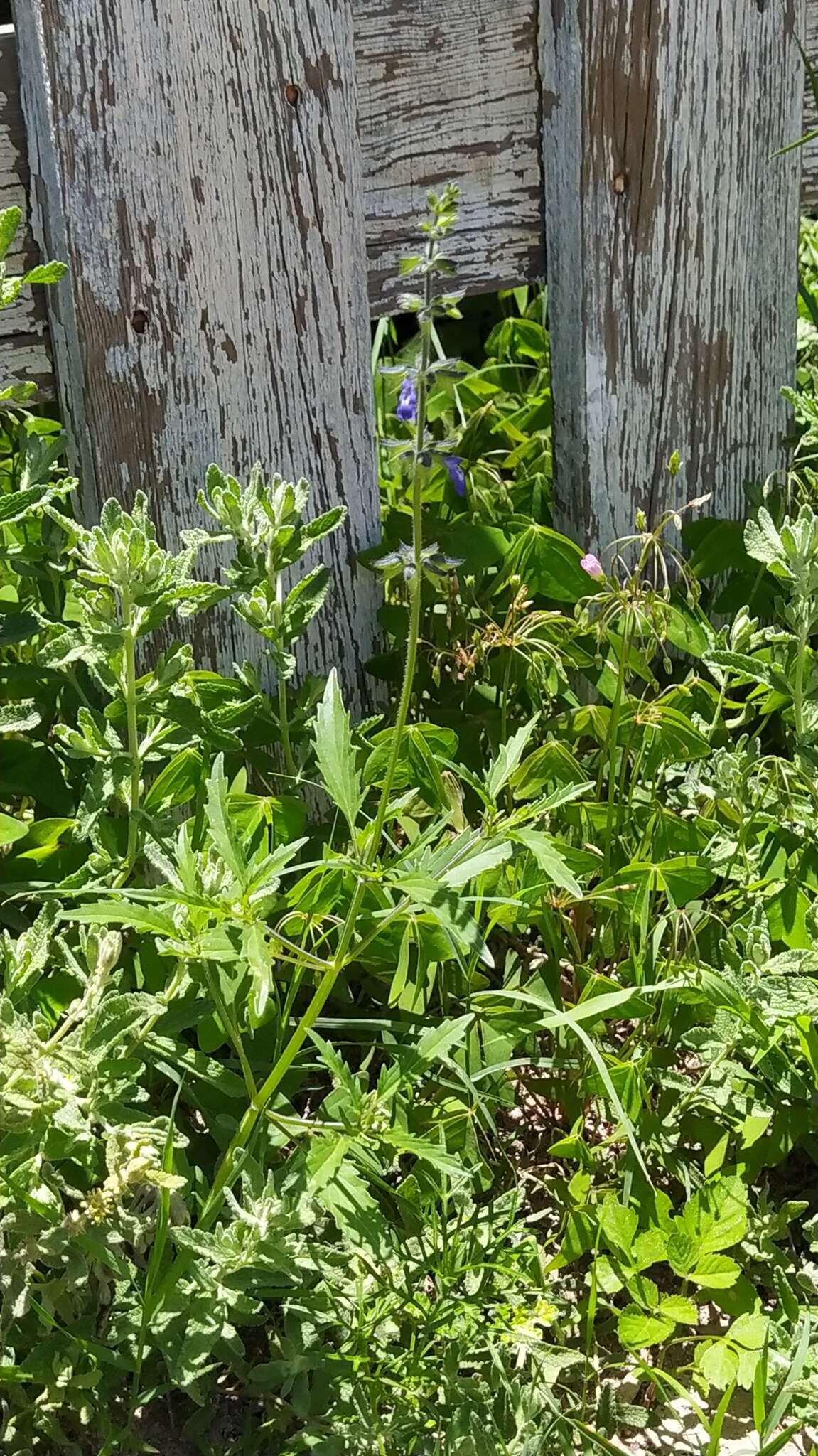 Image of sawtooth sage