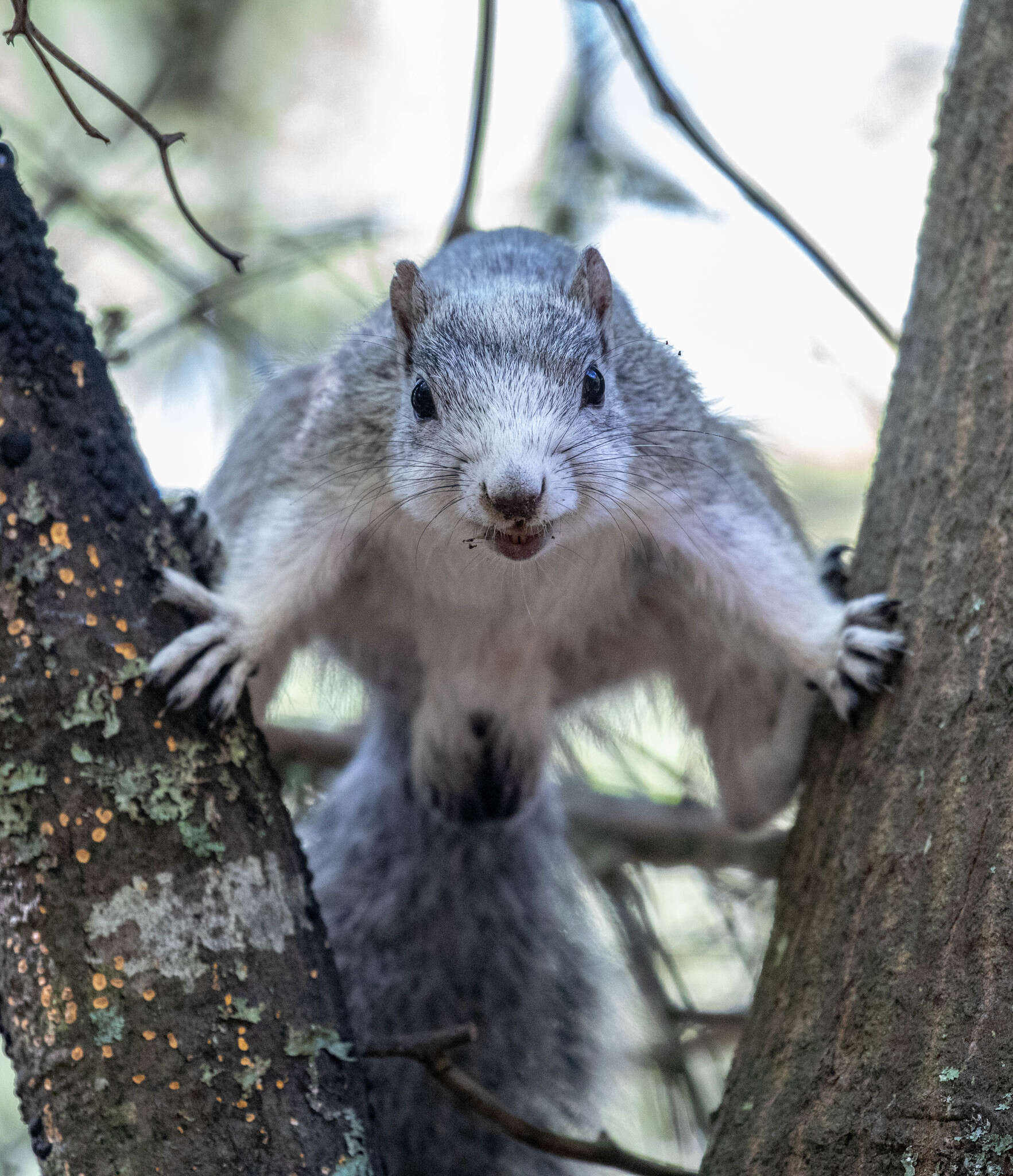 Image of Delmarva Peninsula fox squirrel