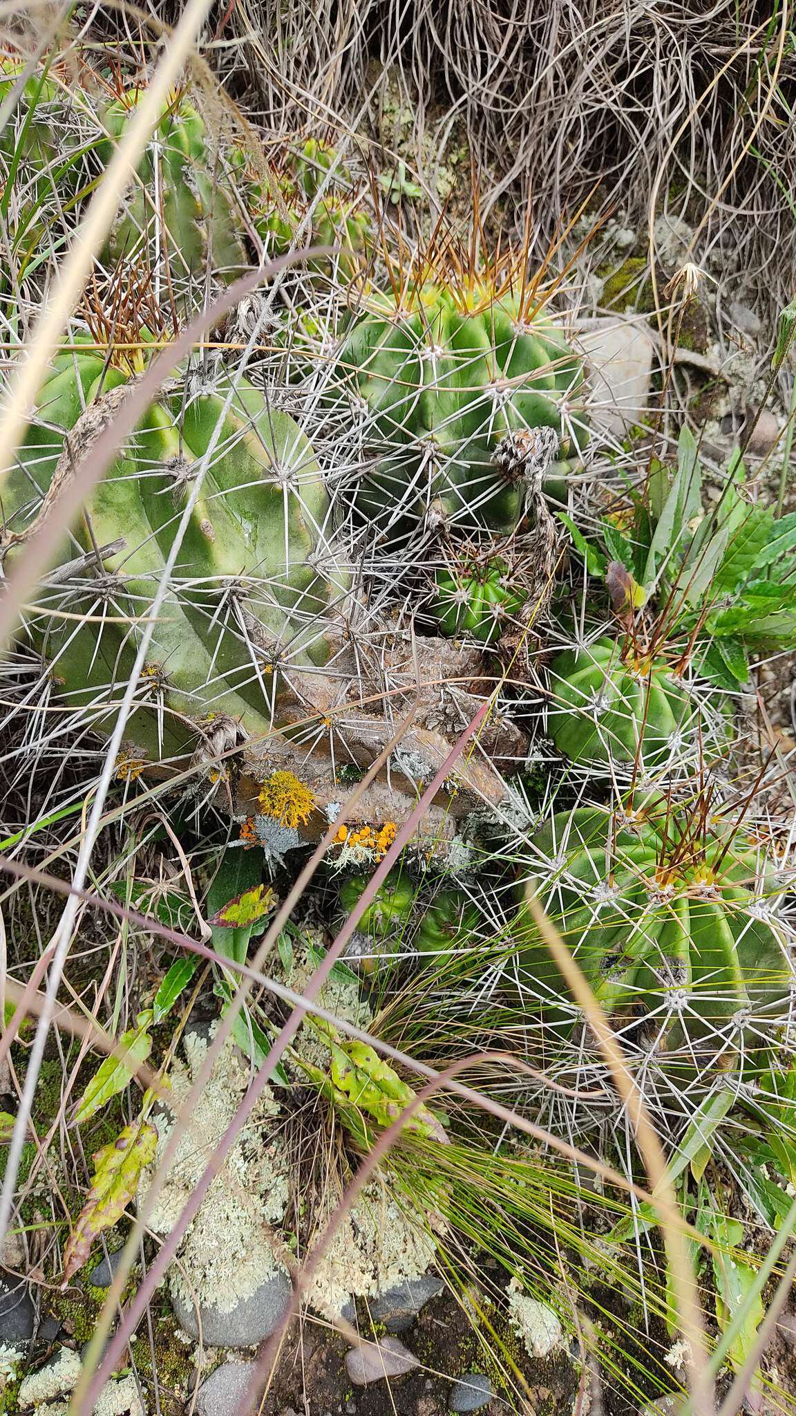 Image de Echinopsis bridgesii subsp. bridgesii