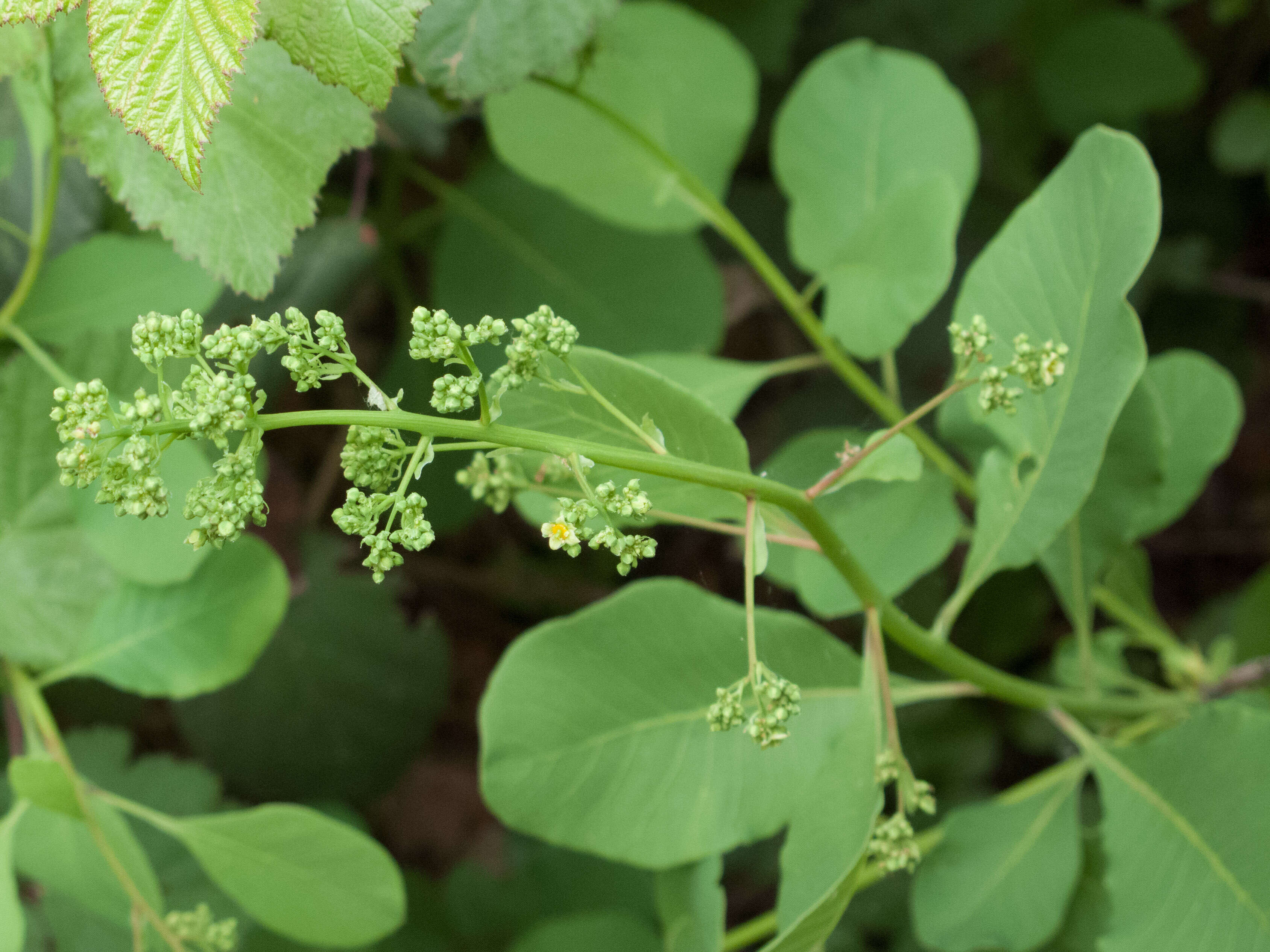 Image of European smoketree