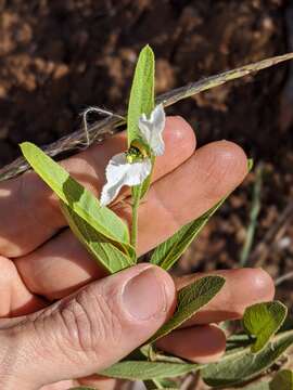 Image of Dalechampia caperonioides Baill.