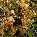 Image of Cuscuta tasmanica Engelm.